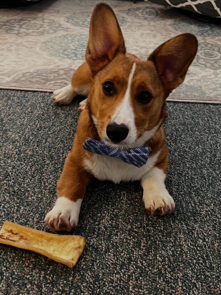 Winston the Corgi therapy dog in training wearing a blue bow tie