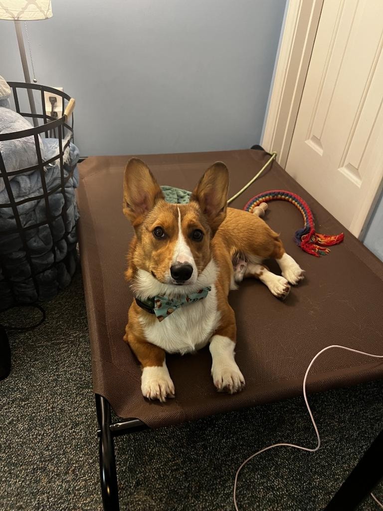 Winston the Corgi relaxing on his therapy dog bed wearing a teal bow tie